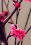 梅花