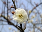 梅花