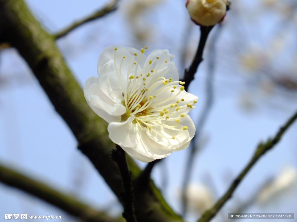 梅花