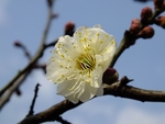 梅花