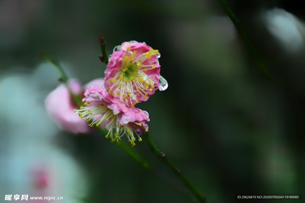 梅花