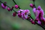 梅花