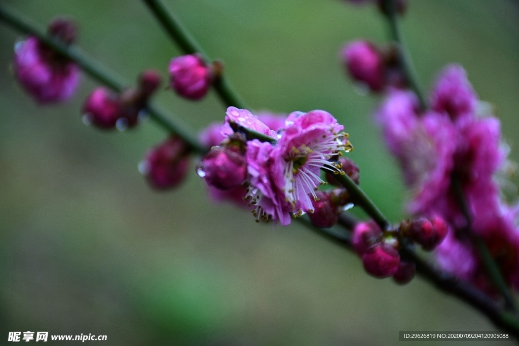 梅花