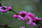 梅花