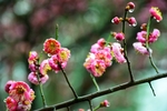梅花