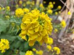 油菜花
