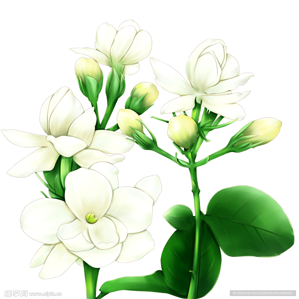 茉莉花国风清新插画背景素材