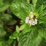 薄荷叶和花