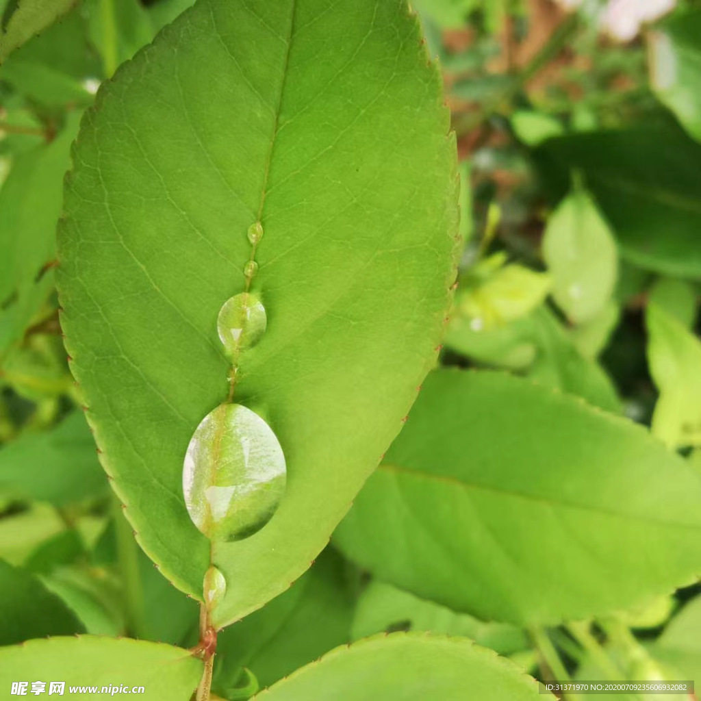 叶子上的露水