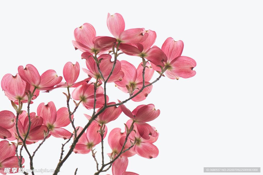 花朵背景