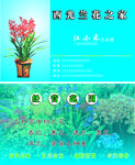 兰花名片
