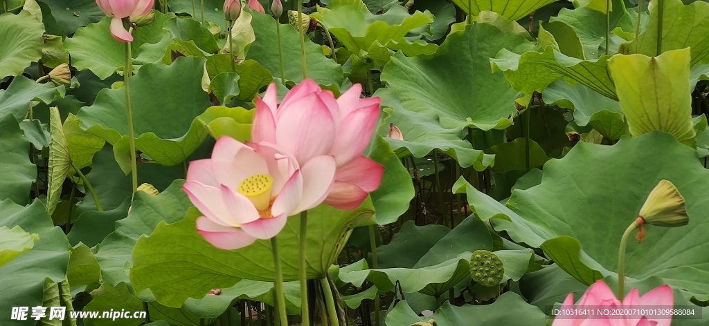荷花 荷叶