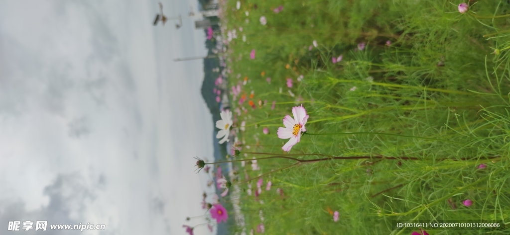 格桑花