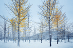 雪中银杏树