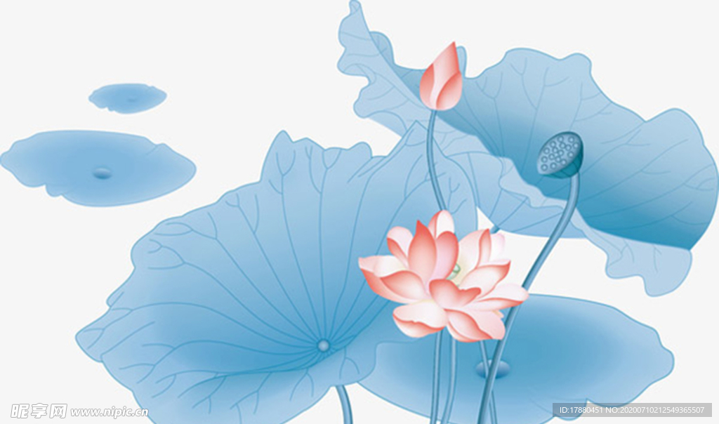 荷花