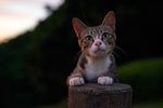 猫
