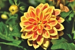 大丽花