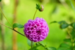 大丽花
