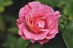 玫瑰花