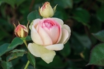 玫瑰花