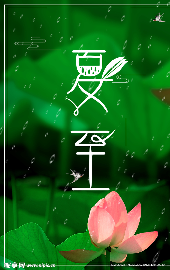 荷花 荷叶