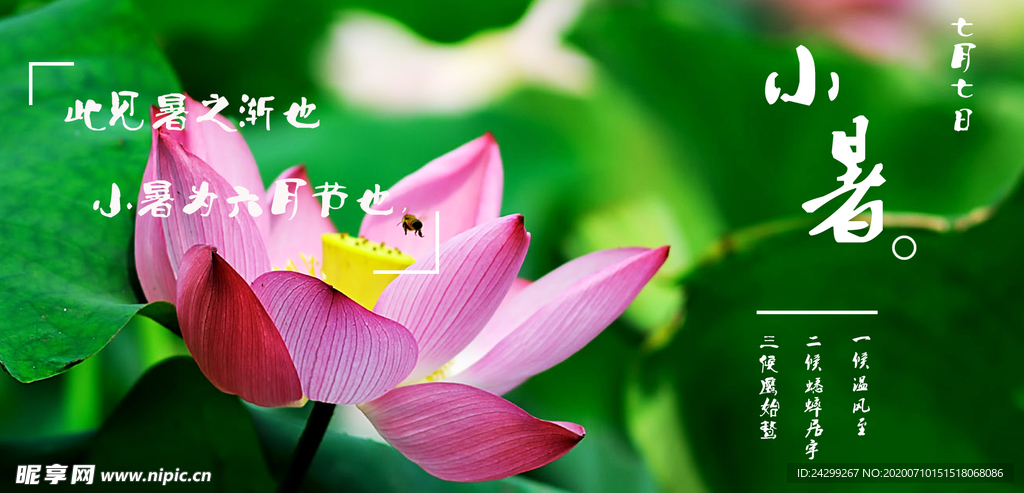 荷花
