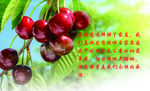 樱桃