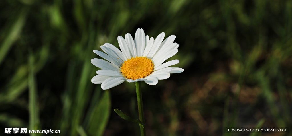 雏菊