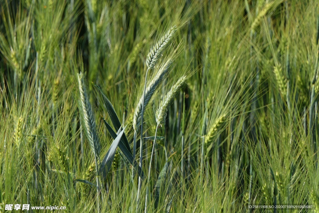 麦田