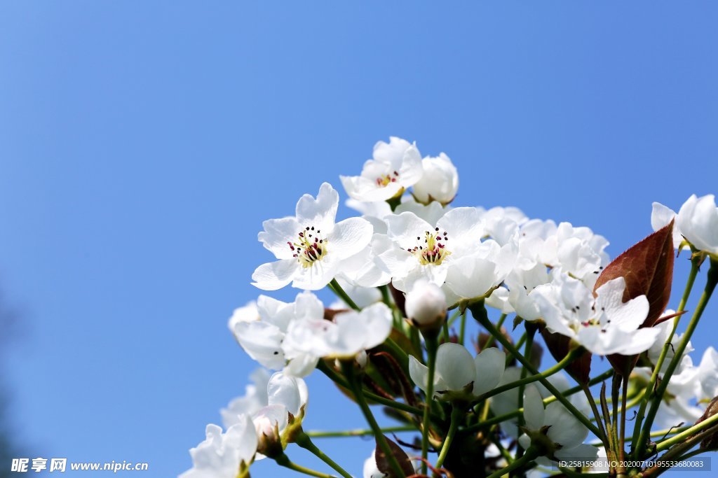 梨花