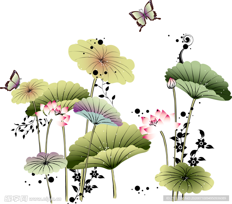 荷花