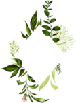 手绘植物叶子