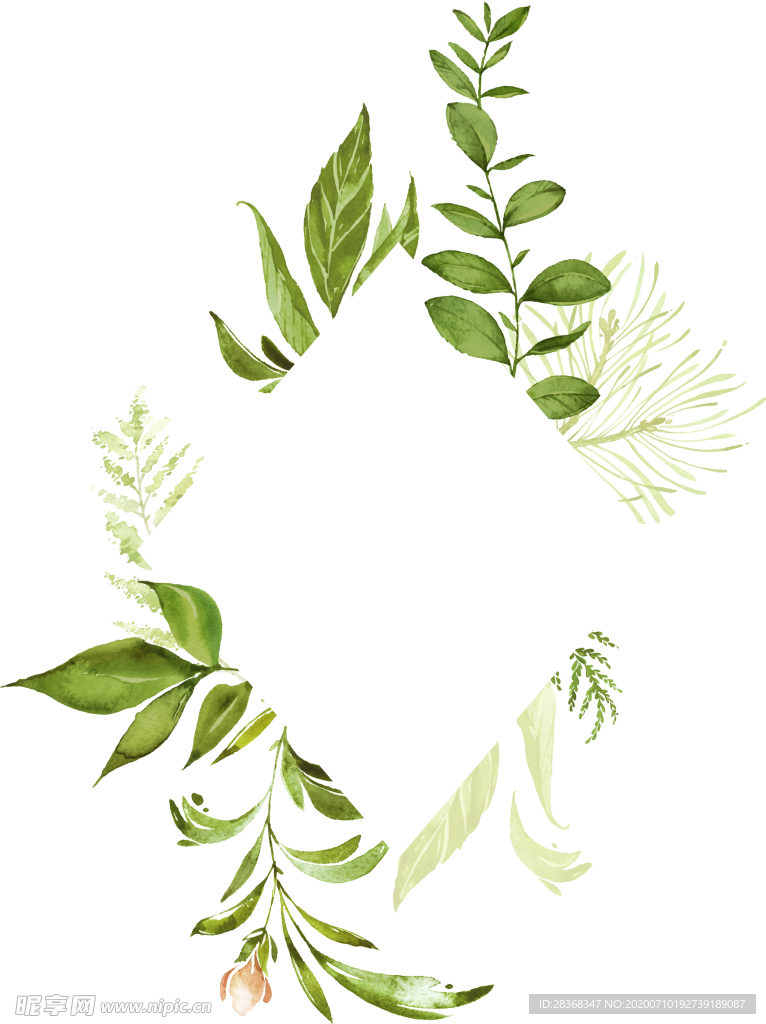 手绘植物叶子