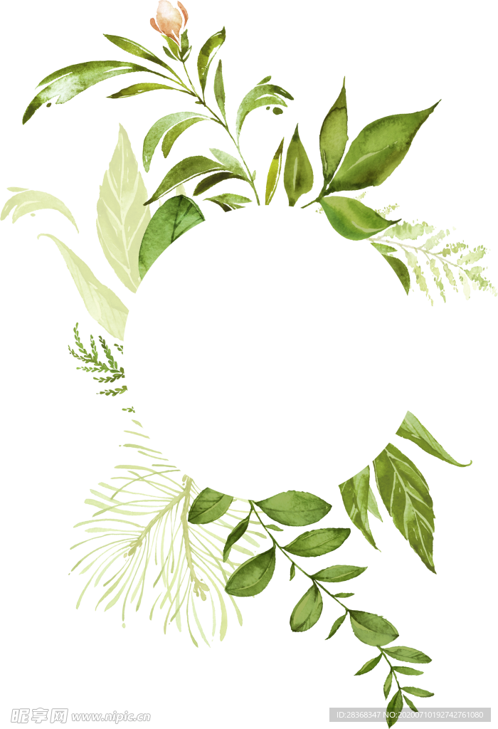 手绘植物叶子