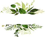 手绘植物叶子