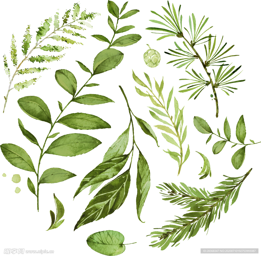 手绘植物叶子