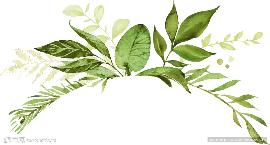 手绘植物叶子