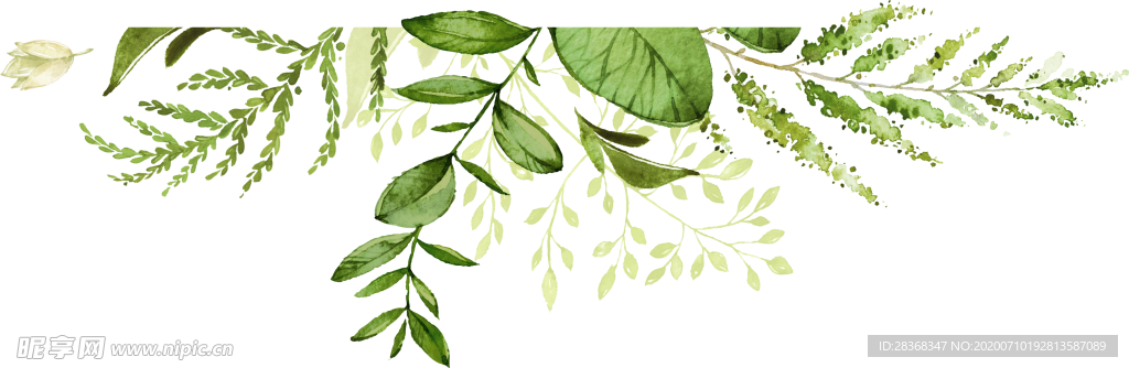 手绘植物叶子