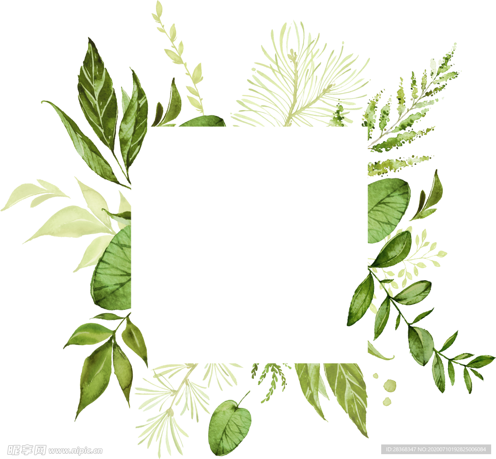 手绘植物叶子