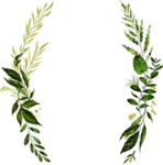 手绘植物叶子