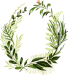 手绘植物叶子