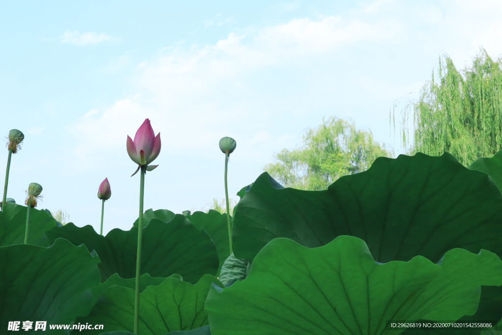 荷花