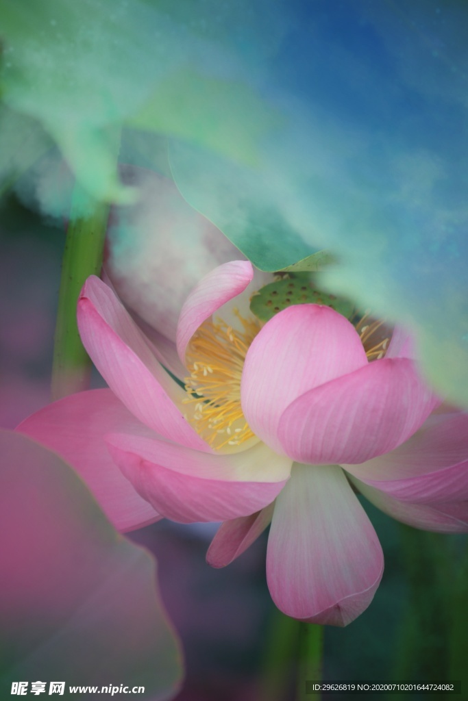 荷花