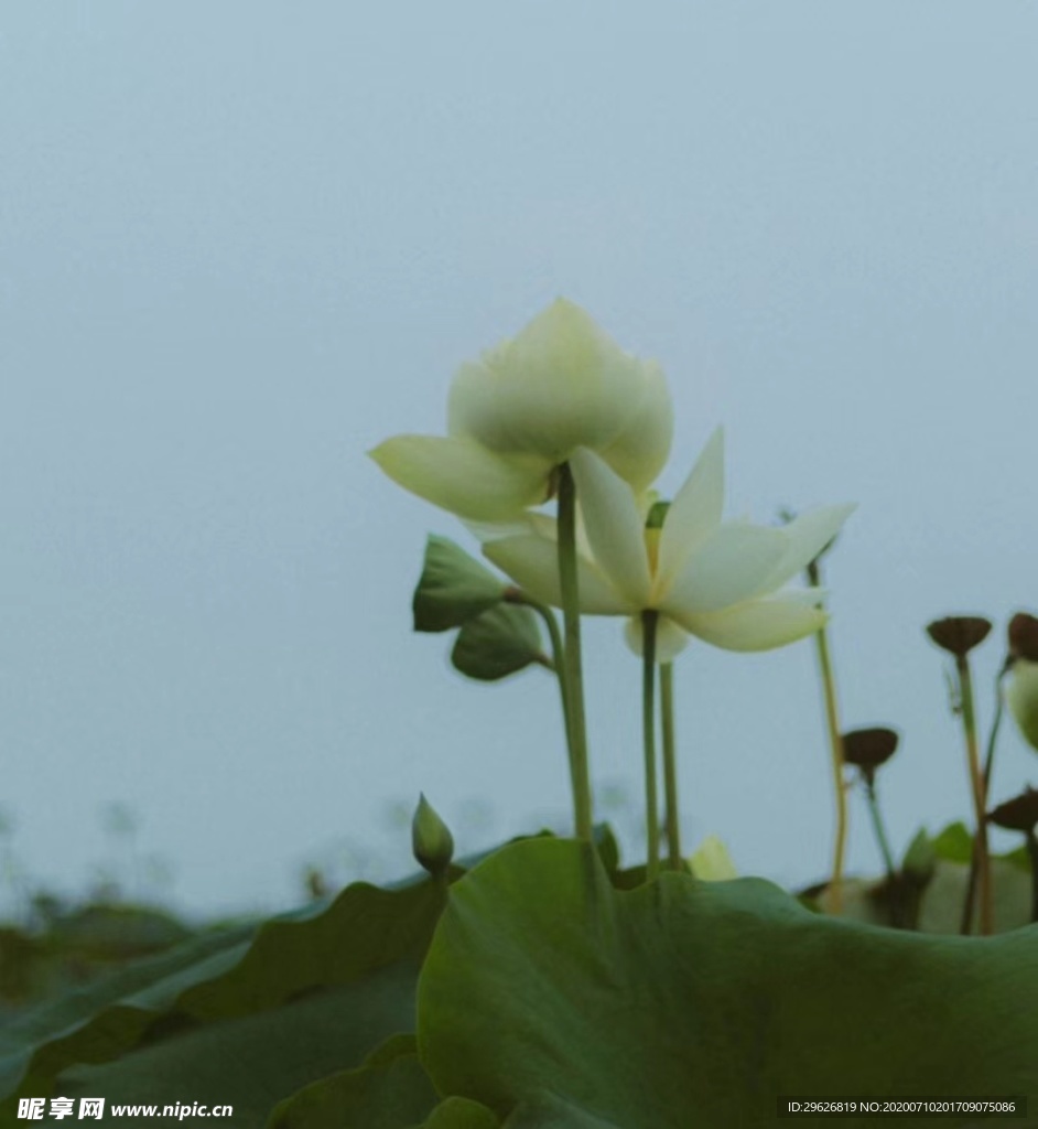 荷花
