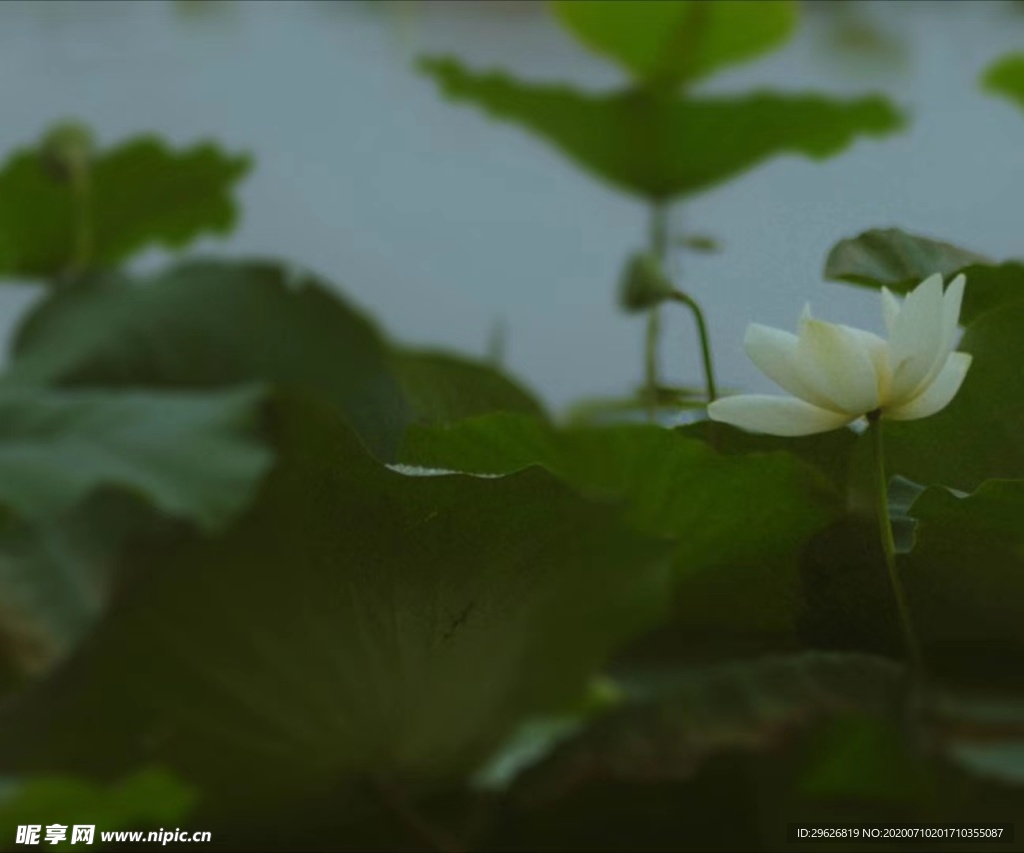 荷花