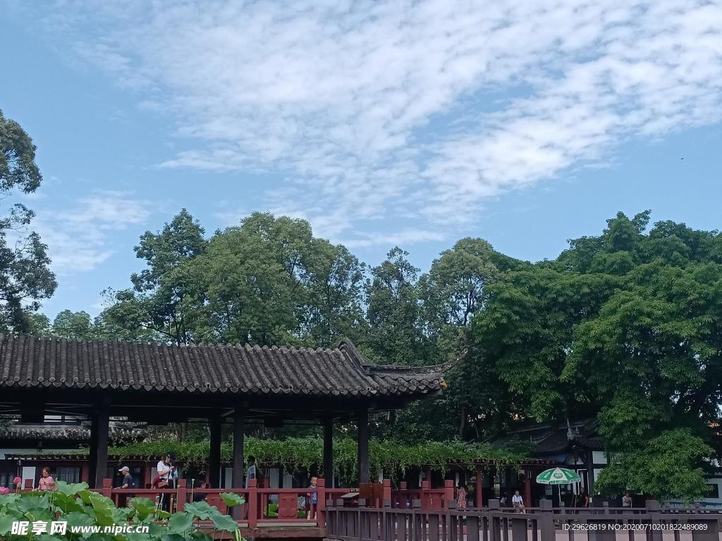 荷花