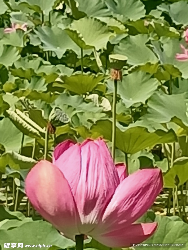 荷花