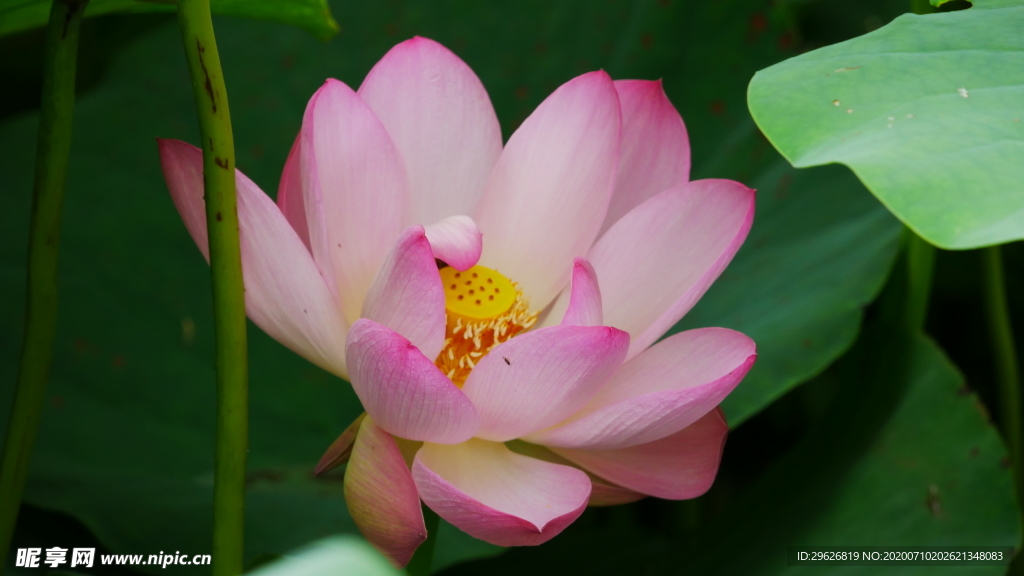 荷花