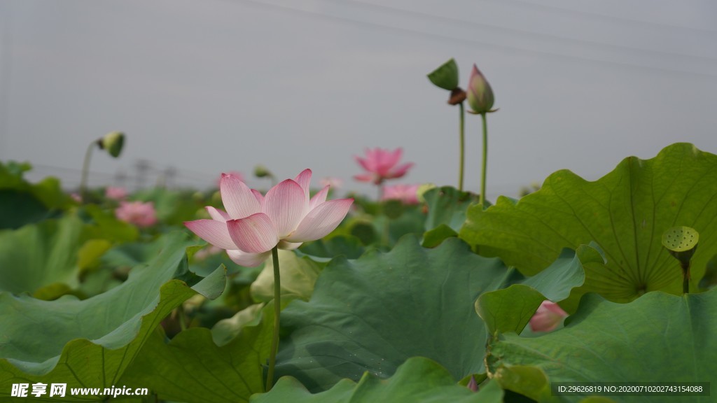 荷花