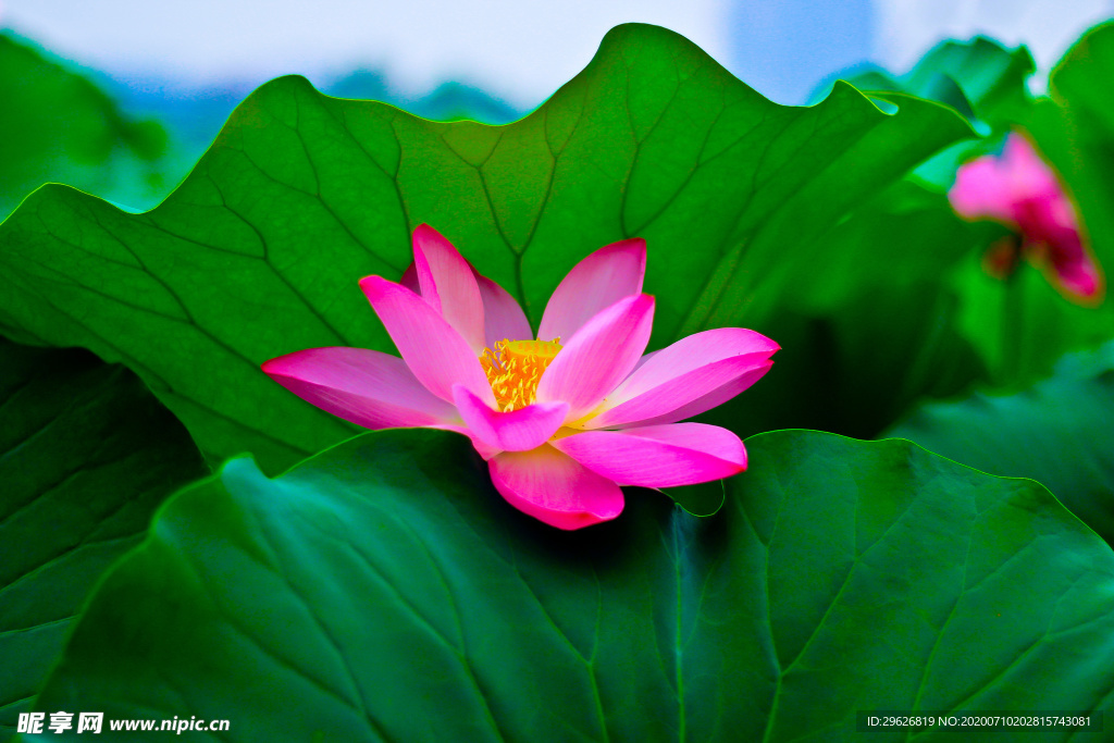 荷花